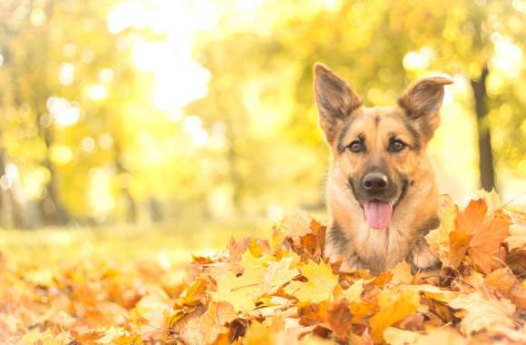 Joyful German Shepherd in Fall Bokeh -