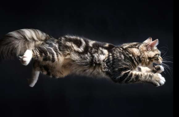 Jump Animal Cat