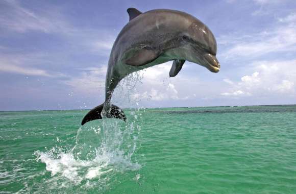 Jumping Bottlenose Dolphin