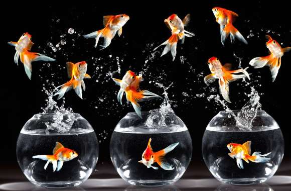 Jumping Goldfish