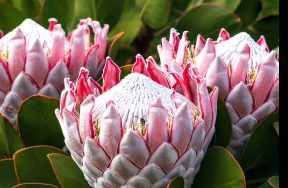 King Protea Nature Flower