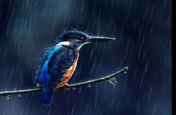 Kingfisher in the Rain -