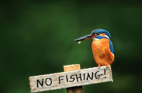 Kingfisher Sentinel -