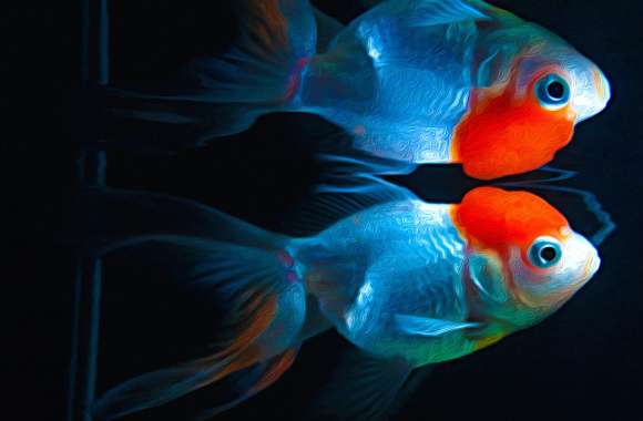 Kinguio Stunning Goldfish wallpapers hd quality