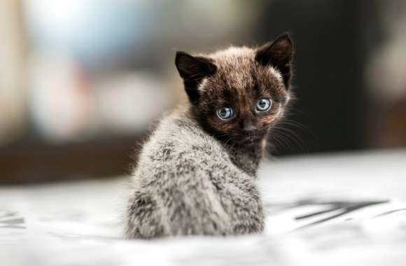 Kitten Ba wallpapers hd quality