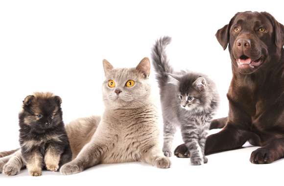 Kitten Cocker Spaniel Pug Puppy Labrador Retriever Cat Dog Animal Cat & Dog