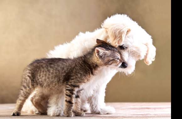 Kitten Love Puppy Cute Dog Cat Animal Cat & Dog Cute Cat