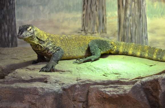Komodo dragon (Varanus komodoensis), Taronga Park Zoo Sydney Australia. by lonewolf6738