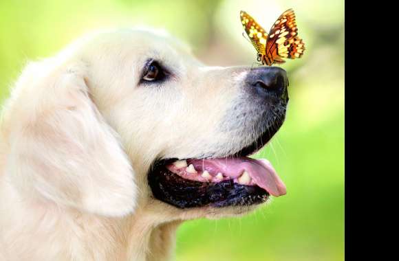 Labrador and Butterfly Close-Up - wallpapers hd quality