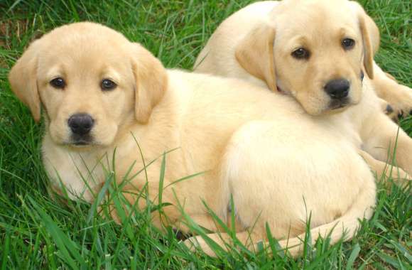 Labrador Pals - HD Animal Wallpaper wallpapers hd quality