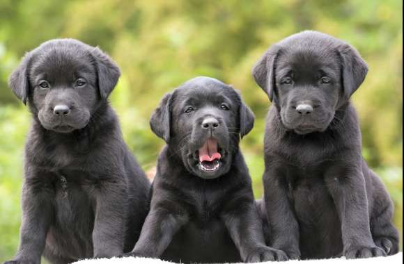 Labrador Puppies Bokeh -