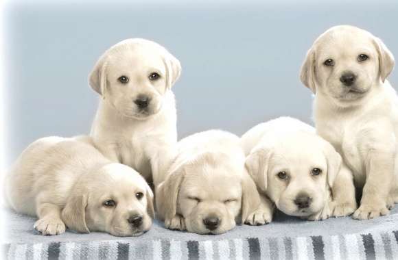 Labrador Puppy Bliss