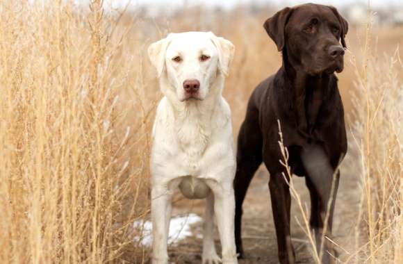 Labrador Retriever Pair