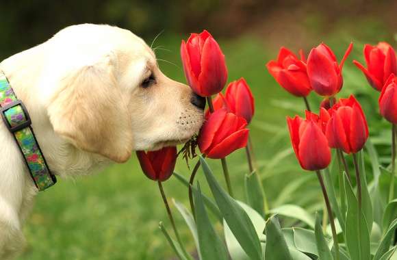 Labrador Retriever with Flowers -