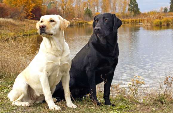 Labrador Retrievers