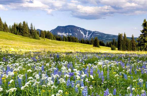 Landscape Nature Flower Field