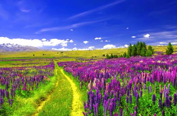 Landscape Purple Flower Path Field Flower Nature Lupine