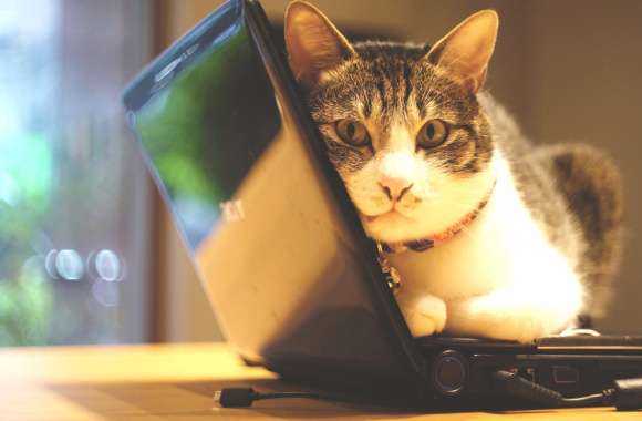 Laptop Animal Cat