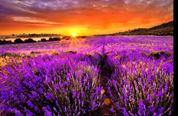 Lavender Fields at Sunrise -