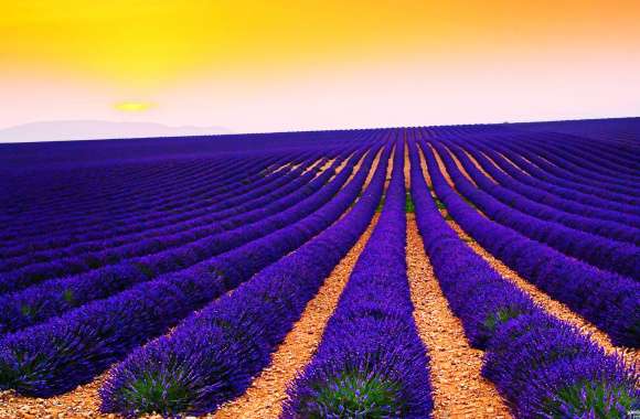 Lavender Fields at Sunset -