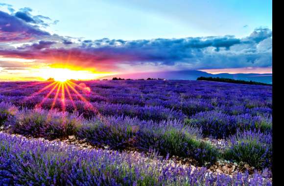 Lavender Sunrise