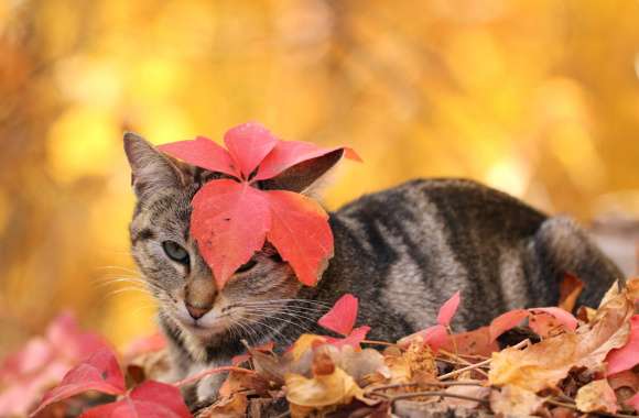 Leaf Animal Cat wallpapers hd quality