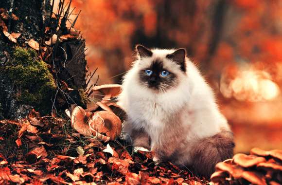 Leaf Fall Blue Eyes Himalayan Cat Animal Cat