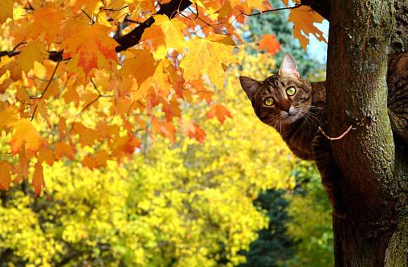 Leaf Nature Season Fall Animal Cat