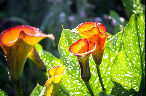 Leaf Orange Flower Flower Nature Calla Lily