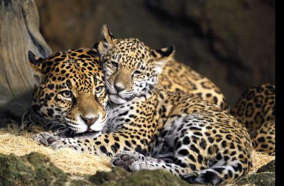 Leopard Cubs -