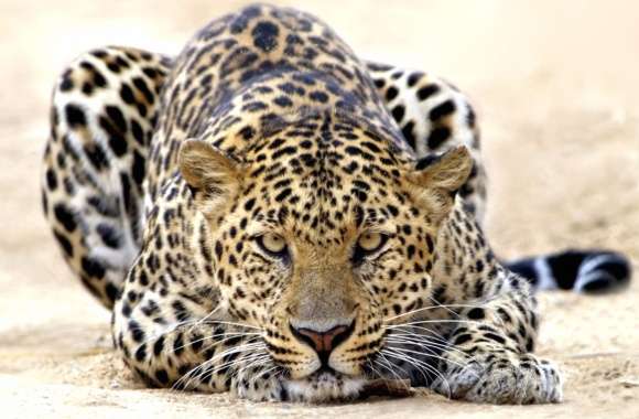 Leopard in Focus wallpapers hd quality