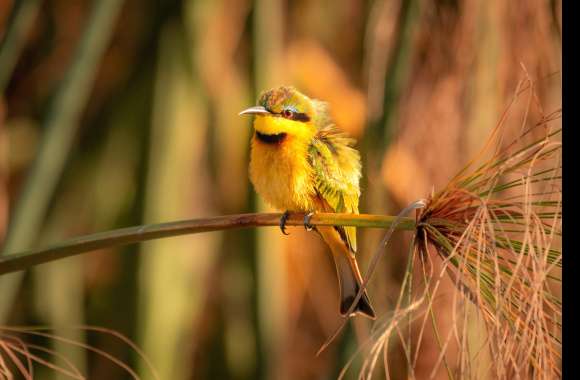 Little Bee-eater Animal Bee-eater Bee-eater wallpapers hd quality