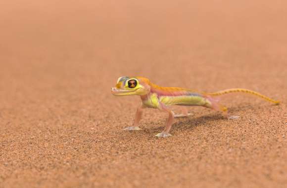 Lizard Animal Gecko wallpapers hd quality