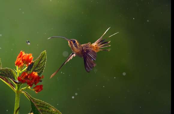 Long-Billed Hermit Hummingbird in Blossom wallpapers hd quality