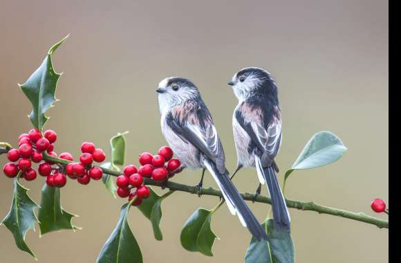 Long-tailed Tit Berry Bird Animal Titmouse