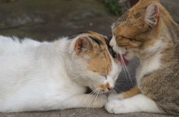 Love Animal Cat