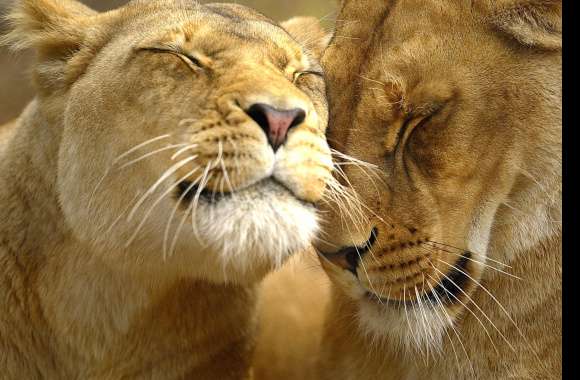 Loving Lions