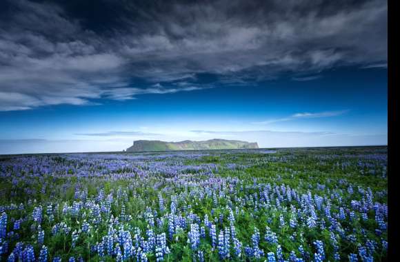 Lupine Field with Blue Sky