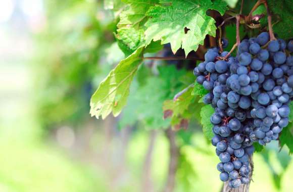 Lush Grapes Among Vibrant Green Foliage