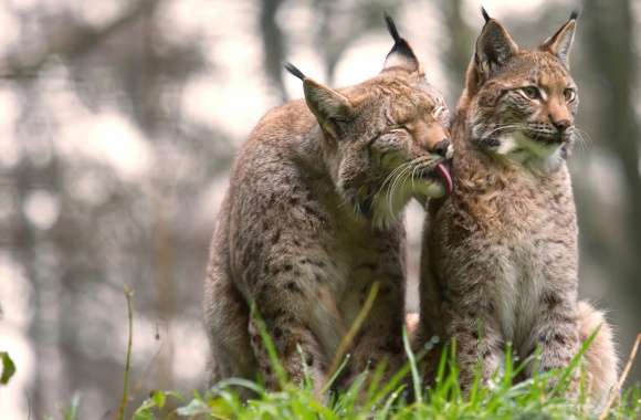 Lynx Companions in Nature -