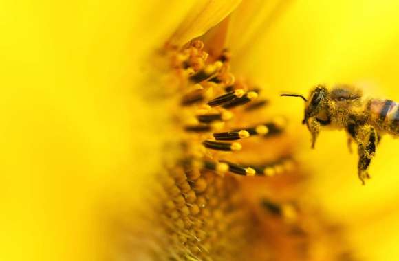 Macro Animal Bee