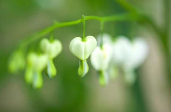 Macro Blue White Flower Flower Nature Bleeding Heart