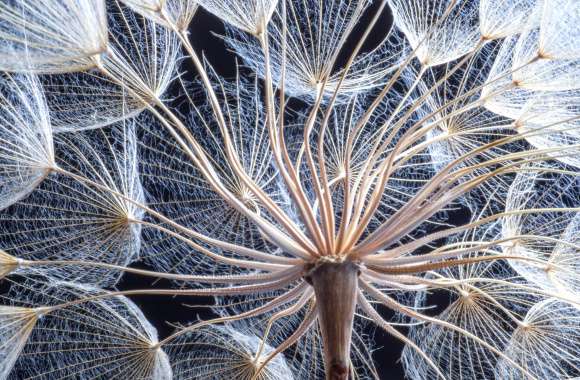 Macro Dandelion Nature Flower