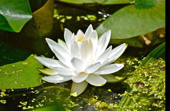 Macro Petal Leaf Flower Nature Water Lily