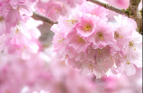 Macro Pink Flower Flower Spring Nature Blossom