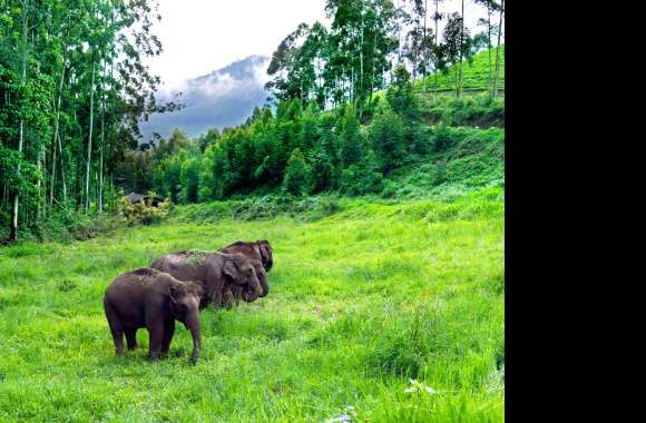 Majestic Asian Elephants in wallpapers hd quality