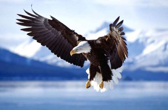 Majestic Bald Eagle