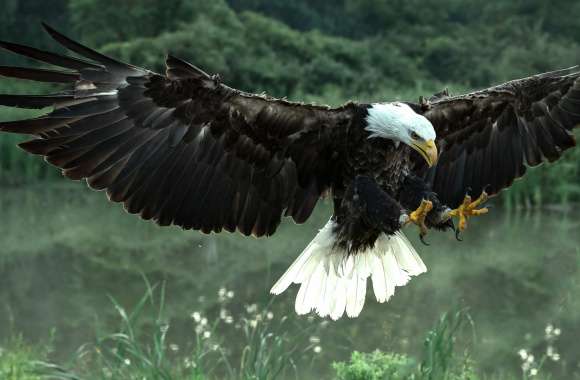 Majestic Bald Eagle in Flight -