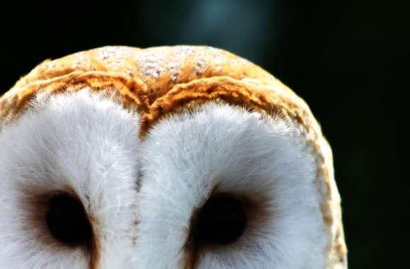 Majestic Barn Owl -