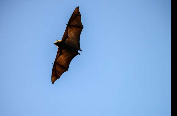 Majestic Bat in Flight - wallpapers hd quality
